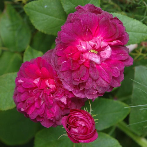 Magenta rose blooms with layered petals and green leaves