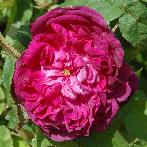 Bright pink rose bloom with dense, ruffled petals and surrounding leaves