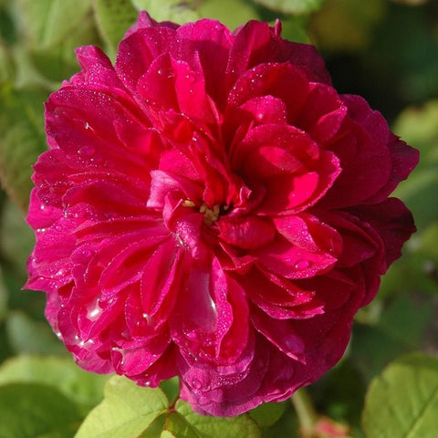 Vivid magenta rose flower with fringed petals and green foliage