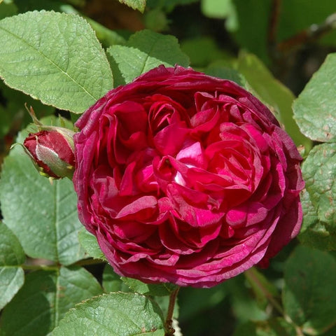 Deep pink rose bloom with tightly layered petals and green leaf cluster