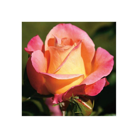 Rose flower with pink-orange petals, open center, and budding stem