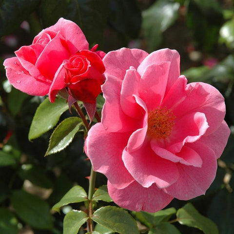 Pink rose bloom and smaller red-pink buds on leafy stems