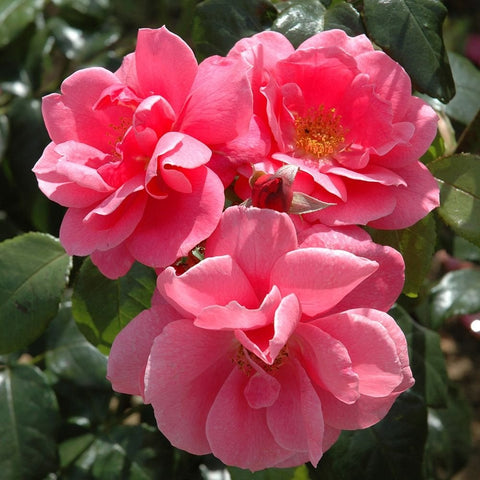 Group of pink rose blossoms with yellow centers and green foliage