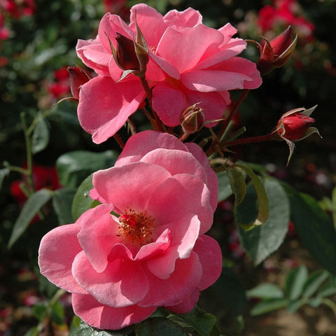 Pink rose flowers and buds growing on green leafy stems