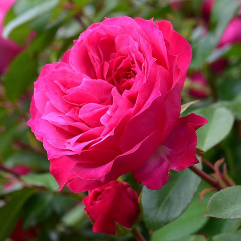 Pink rose bloom with layered petals and green leaves, close-up