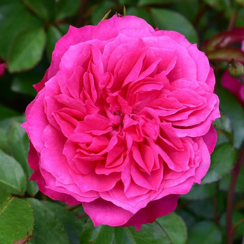 Bright pink rose bloom with layered petals and green foliage, close-up