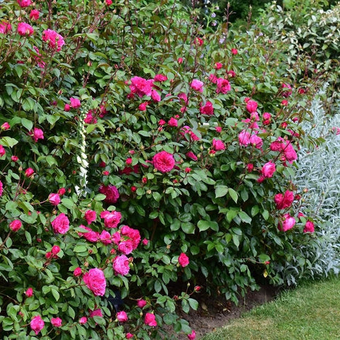 Dense pink rose shrub with many blooms and green leaves