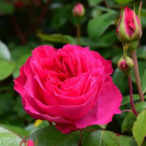 Pink rose flower and unopened buds on green stems with leaves
