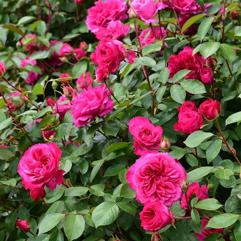 Cluster of bright pink rose flowers with green leaves on a shrub