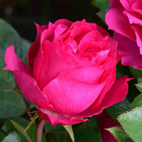 Large pink rose flower with layered petals and green leaves, close-up