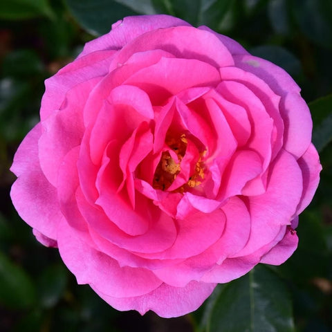 Single pink double rose flower with a light center and layered petals