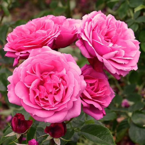Group of pink double rose flowers with layered petals on leafy stems