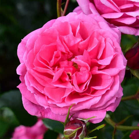 Vivid pink double rose bloom with curled petals and green leaves
