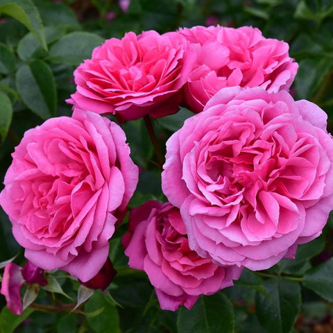 Cluster of pink double roses in full bloom with surrounding green foliage