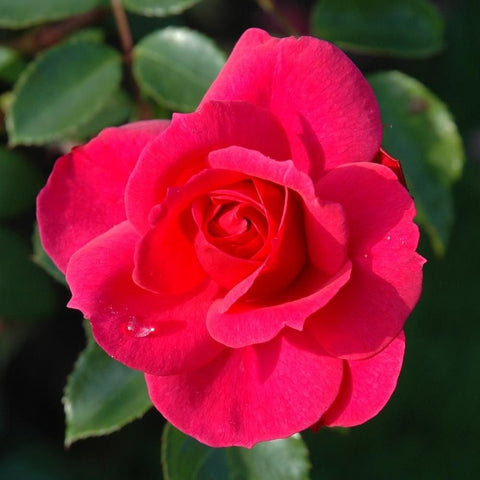 Bright pink rose bloom with a visible center and overlapping petals