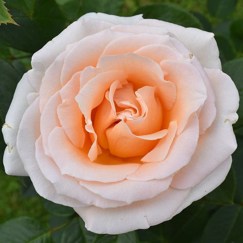 Light peach and white rose bloom with layered petals on green leaves