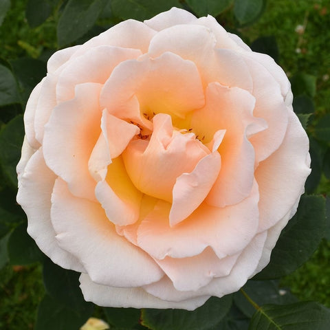 Peach-white rose bloom with open center and layered petals on green leaves