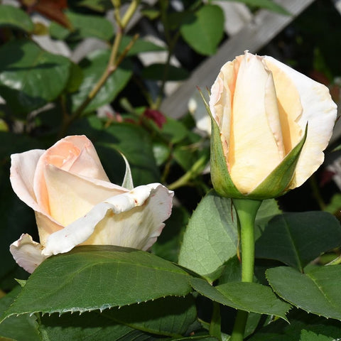 Rose buds and blooms with green stems and leaves, light peach and cream tones