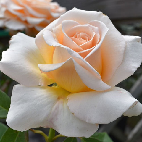 Cream and peach rose bloom with soft yellow at the petal base and green leaves