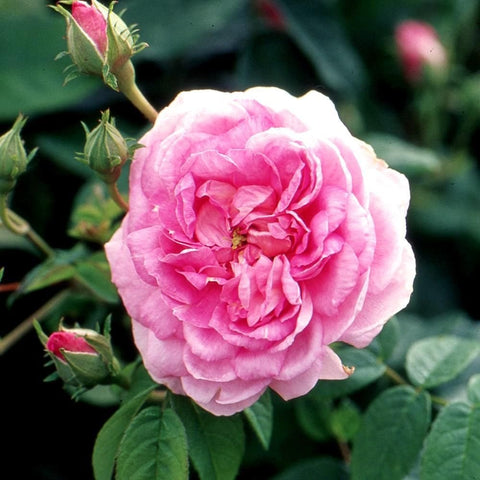 Pink rose blooms on leafy stems with green buds