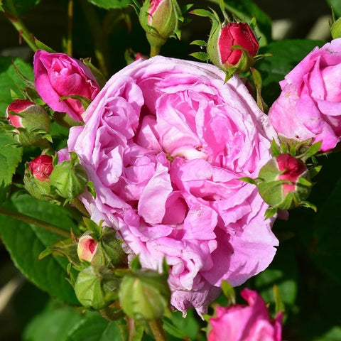 Light pink rose blossoms with ruffled petals and surrounding buds
