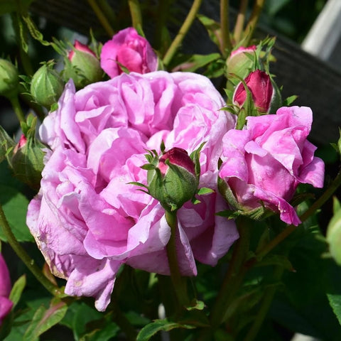 Pink and pale lavender rose blooms with green buds on stems