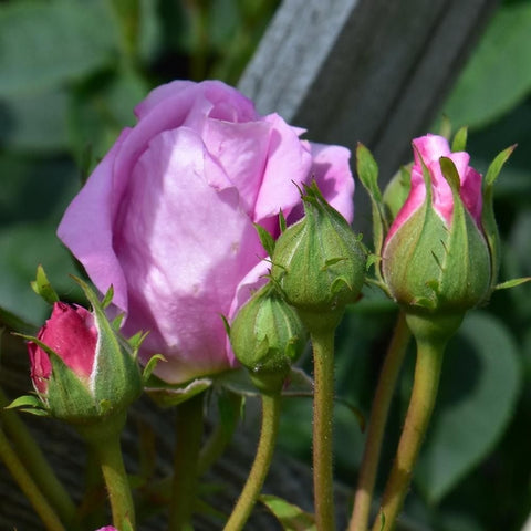 Single light pink rose flower with unopened buds on green stems