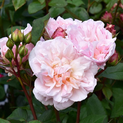 Pale pink rose cluster with soft ruffled petals, tight buds, and green foliage