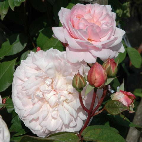 Light pink double roses with ruffled petals, rosebuds, and dark green leaves