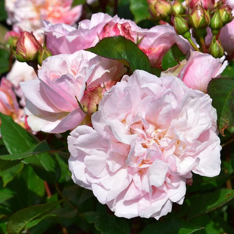 Ruffled pale pink rose petals with buds and green leaves on flowering stems