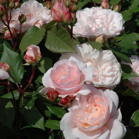 Creamy white and pale pink roses with buds and green leaves on branched stems