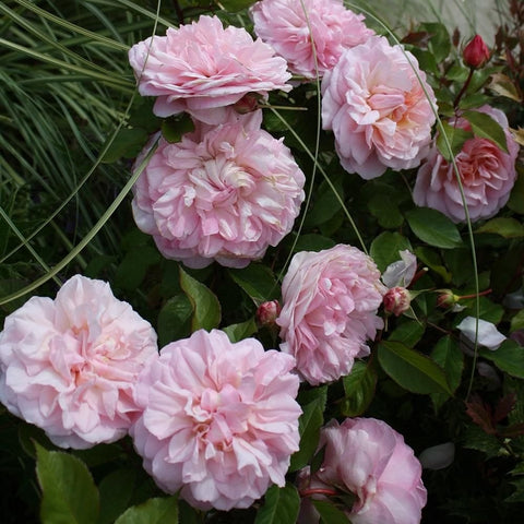 Soft pink double rose blooms with layered petals and green leaves