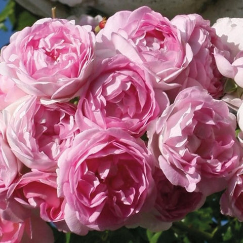 Pink double rose blossoms on a compact rose plant, close-up flower cluster