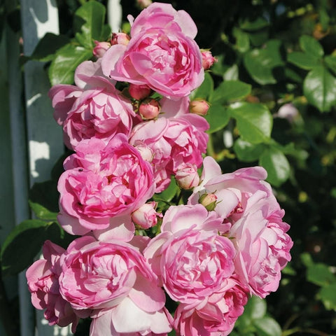 Pink and light cream double roses on a flowering rose shrub, close-up