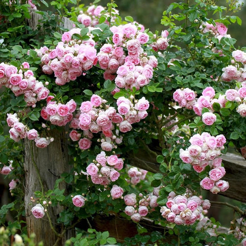 Pink rose shrub with many small double blooms, dense branching in garden