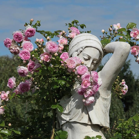 Pink double rose flowers on a tall rose plant with spreading branches