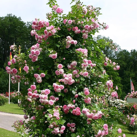 Tall rose plant covered in abundant pink double blossoms in the garden
