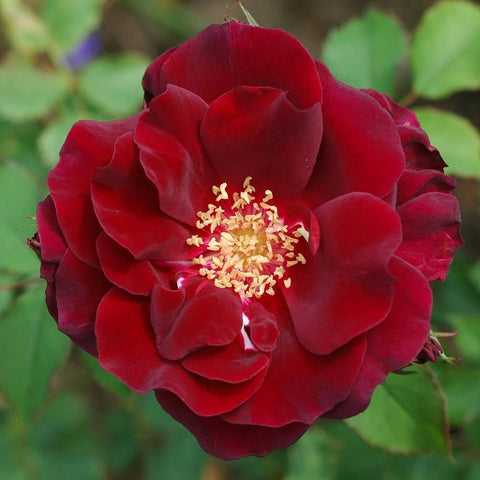 Deep red double rose bloom with yellow center on green stems and leaves
