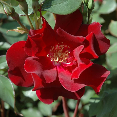 Red rose blossoms and buds with yellow center, green stems and leaves