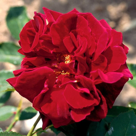 Red climber rose bloom with ruffled petals and a yellow center