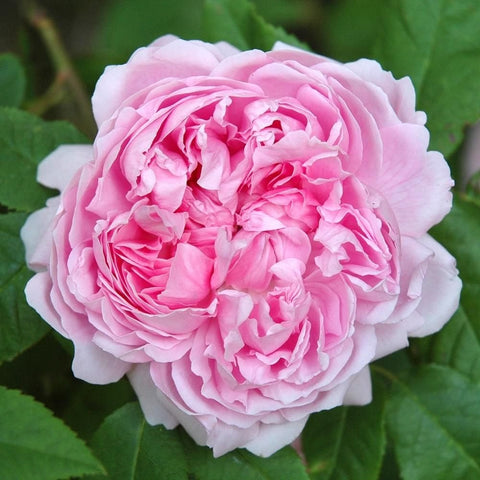 Jacques Cartier rose, double pink blooms with ruffled petals and green leaves
