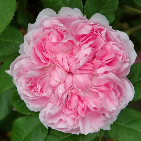 Pink double rose bloom with ruffled petals and green foliage