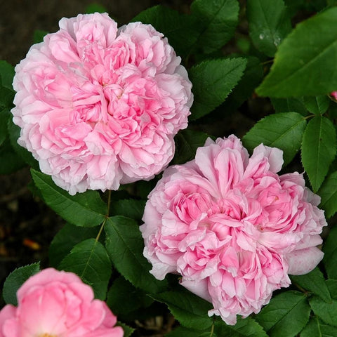 Two pink double rose blooms with ruffled petals on green leaves