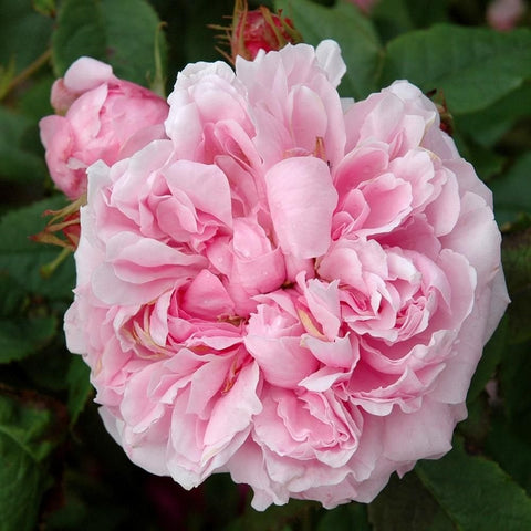 Pale pink double rose bloom with layered ruffled petals and green leaves