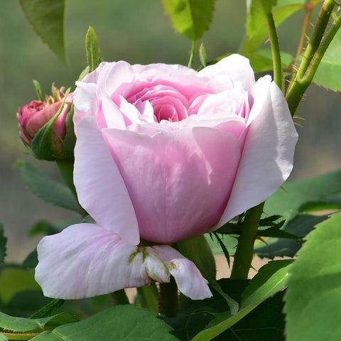 Light pink rose bud and open bloom with white petals and green leaves