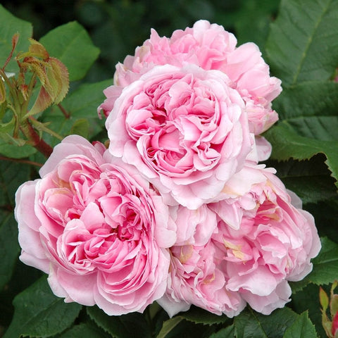 Cluster of pink double rose blooms with ruffled petals and green foliage