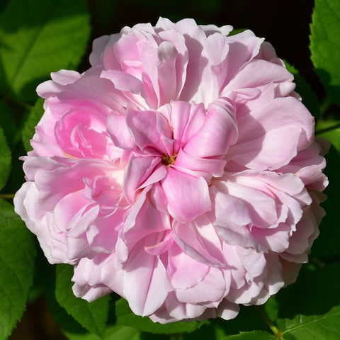 Light pink double rose bloom with layered petals and a yellow center