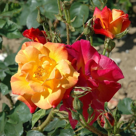 Joseph's Coat rose blooms in red and orange tones with green buds