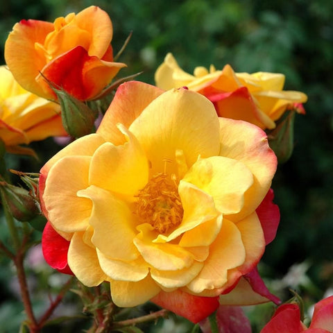 Joseph's Coat rose bloom in golden yellow with red-tinged petals