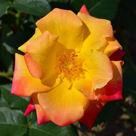 Joseph's Coat rose bloom with yellow petals fading to red edges